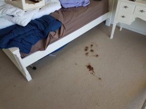 Blood stain on carpet